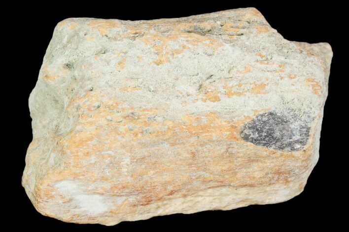 Hadrosaur Bone Fragment - Montana #103192